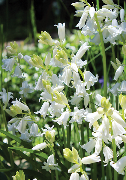 white Spanish bluebell heirloom bulbs