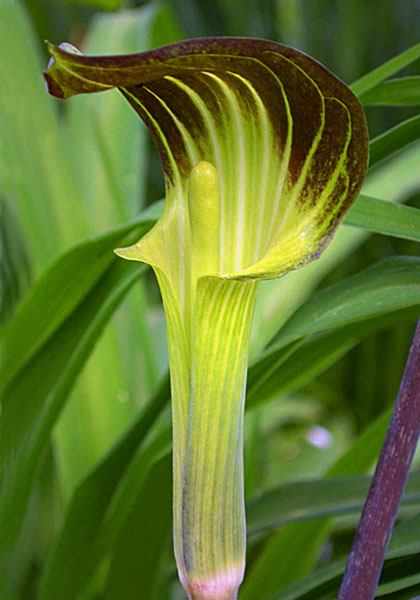 arisaema triphyllum jack in the pulpit