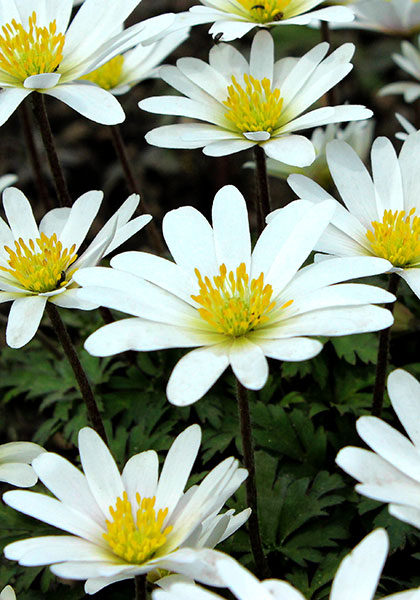 white Grecian windflower heirloom bulbs