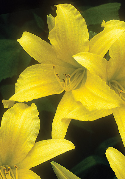 Hyperion daylily heirloom bulbs