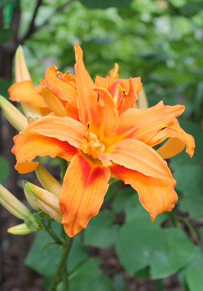 Kwanso double daylily heirloom bulbs