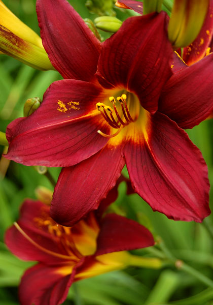 Black Falcon daylily heirloom bulbs