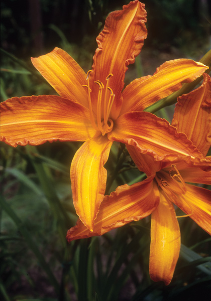 Painted Lady daylily heirloom bulbs