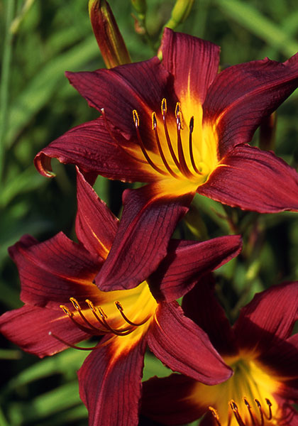 Theron daylily heirloom bulbs