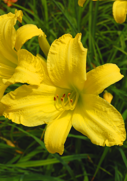 Yellowstone daylily heirloom bulbs