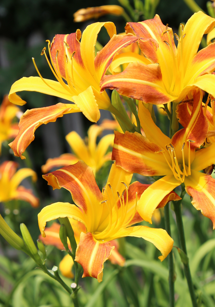 Caballero daylily heirloom bulbs