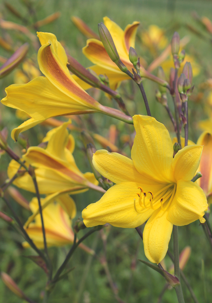 Garden Gate Showcases Two of “Our Out-of-the-Ordinary Daylilies”