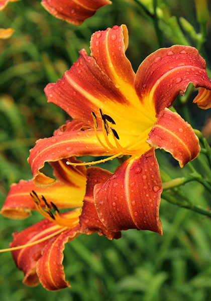 Garden Gate Showcases Two of “Our Out-of-the-Ordinary Daylilies”