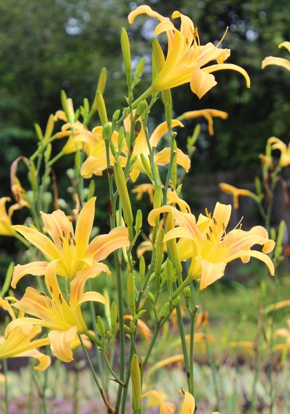 Autumn Minaret daylily heirloom bulbs