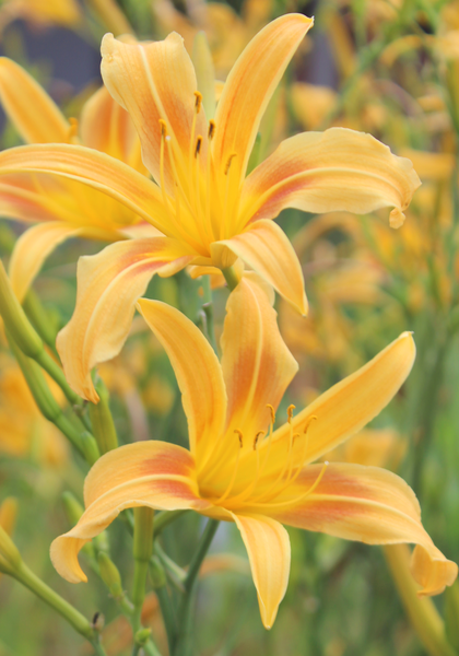 Autumn Minaret daylily heirloom bulbs