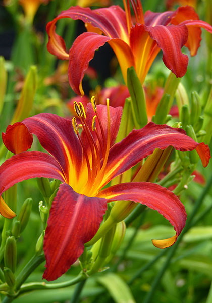 Crimson Pirate daylily heirloom bulbs