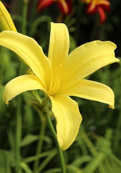 Vespers daylily heirloom bulbs