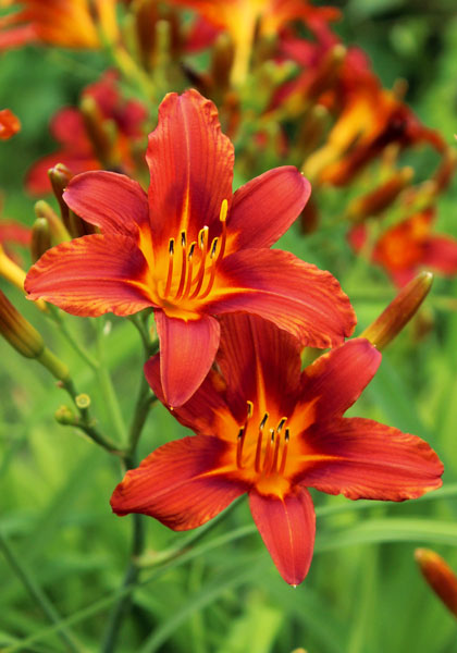 DAYLILIES