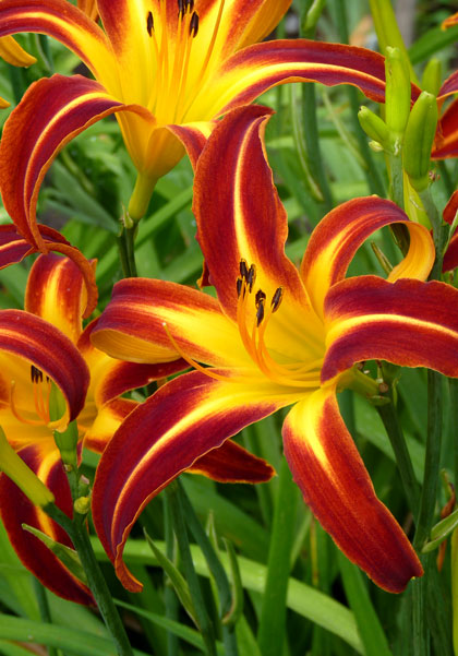 Marse Connell daylily heirloom bulbs