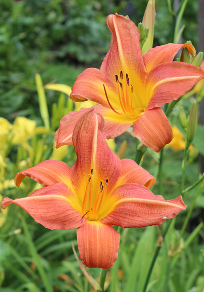 Salmon Sheen daylily heirloom bulbs