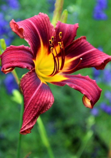 Royal Beauty daylily heirloom bulbs