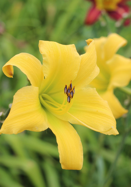 Bette Russell daylily heirloom bulbs