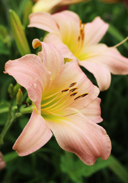 Winsome Lady daylily heirloom bulbs