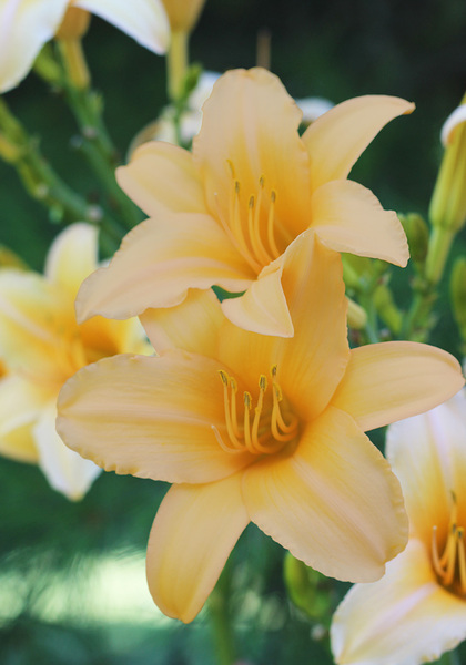 Pumpkin Eater daylily heirloom bulbs