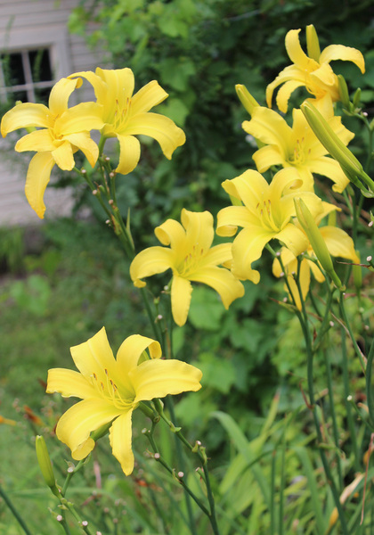 Revolute daylily heirloom bulbs