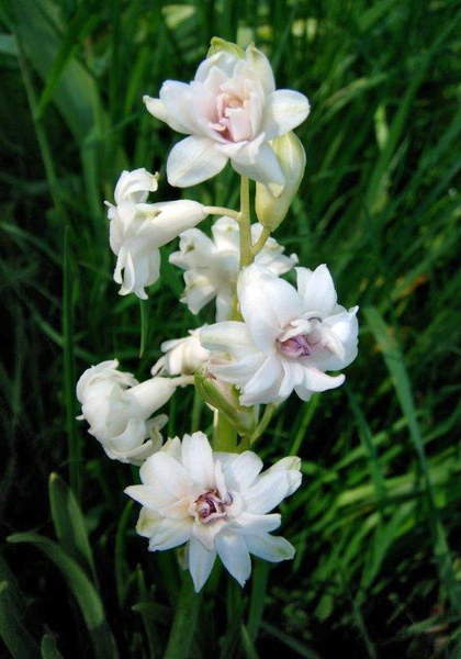 Gloria Mundi hyacinth heirloom bulbs