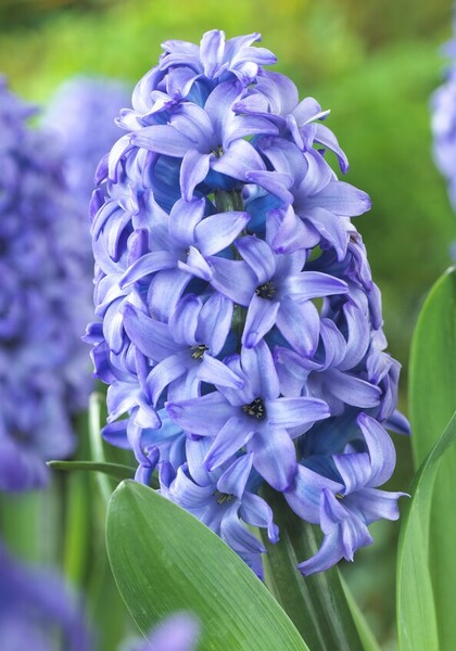Minos hyacinth heirloom bulbs