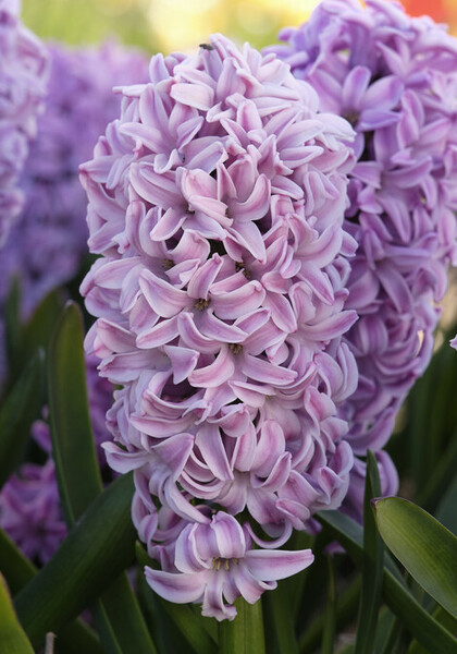 Splendid Cornelia hyacinth heirloom bulbs