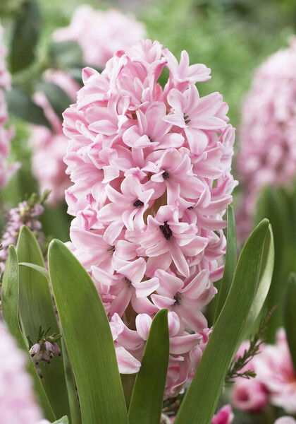 Fondant hyacinth heirloom bulbs