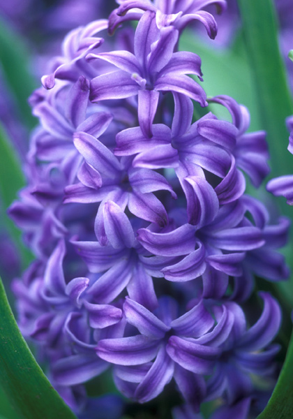 Bismarck hyacinth heirloom bulbs