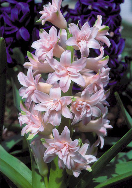 Chestnut Flower hyacinth heirloom bulbs