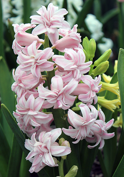 Chestnut Flower hyacinth heirloom bulbs