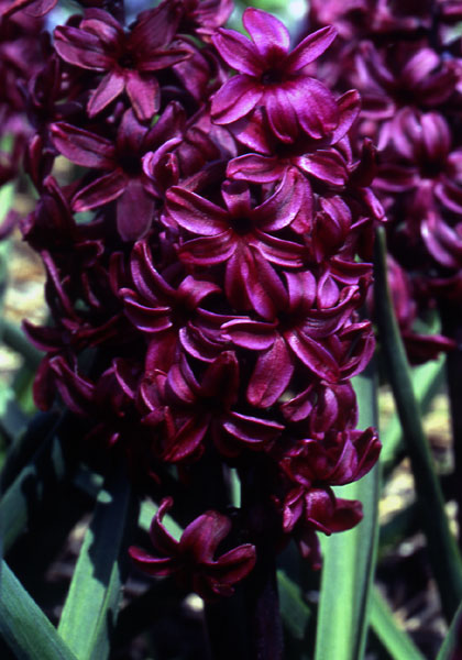Distinction hyacinth heirloom bulbs