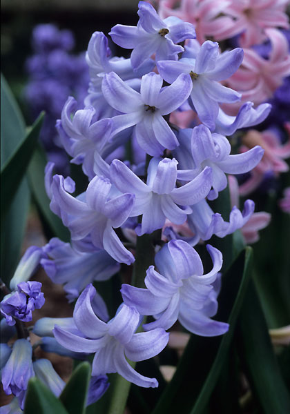 Grand Monarque hyacinth heirloom bulbs