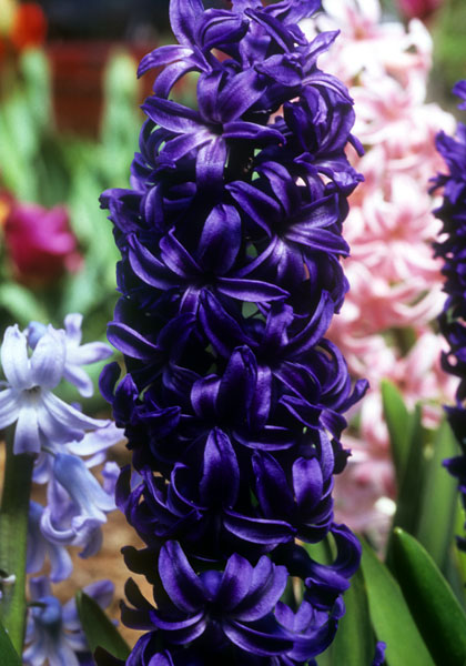 King of the Blues hyacinth heirloom bulbs