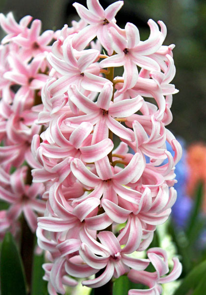 Lady Derby hyacinth heirloom bulbs