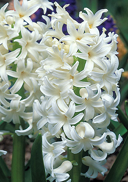 L’Innocence hyacinth heirloom bulbs