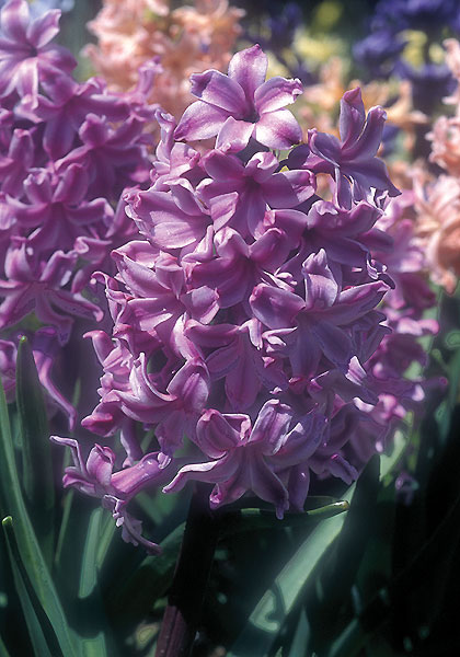 Lord Balfour hyacinth heirloom bulbs