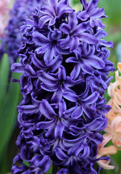 Marie hyacinth heirloom bulbs
