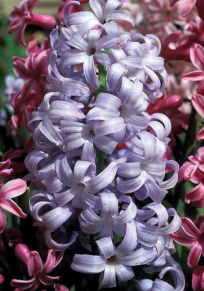 Perle Brilliante hyacinth heirloom bulbs