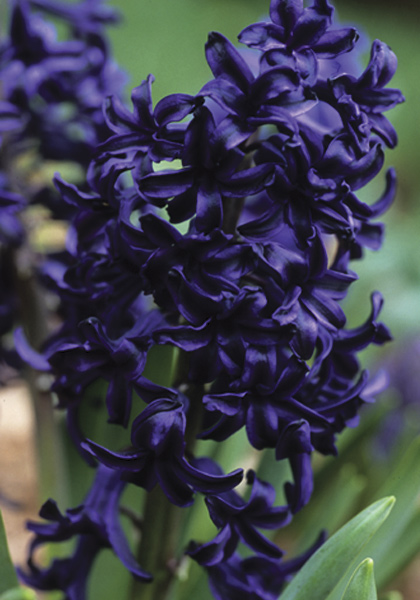 Menelik hyacinth heirloom bulbs