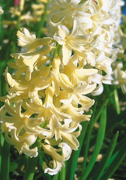 Prins Hendrik hyacinth heirloom bulbs