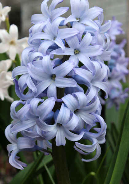 Queen of the Blues hyacinth heirloom bulbs