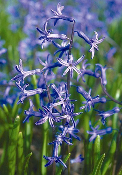 Roman Blue hyacinth heirloom bulbs