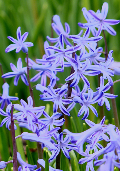 Roman Blue hyacinth heirloom bulbs