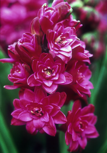 Hollyhock hyacinth heirloom bulbs