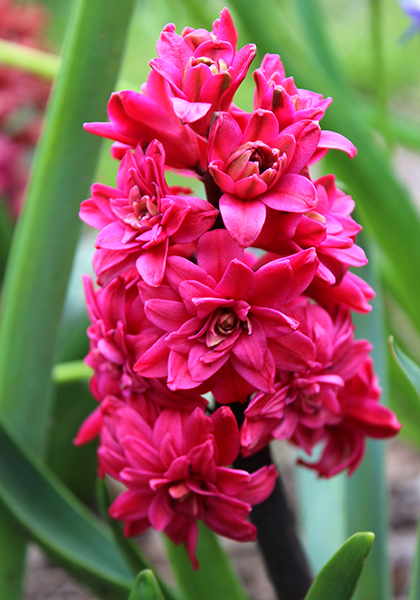 Hollyhock hyacinth heirloom bulbs