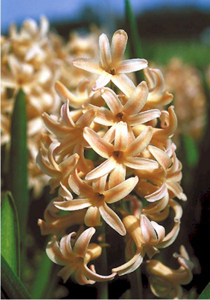 Prinses Maria Christina hyacinth heirloom bulbs