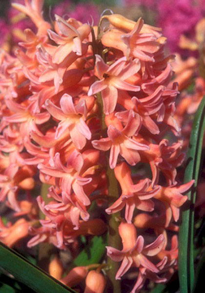 Oranje Boven hyacinth heirloom bulbs