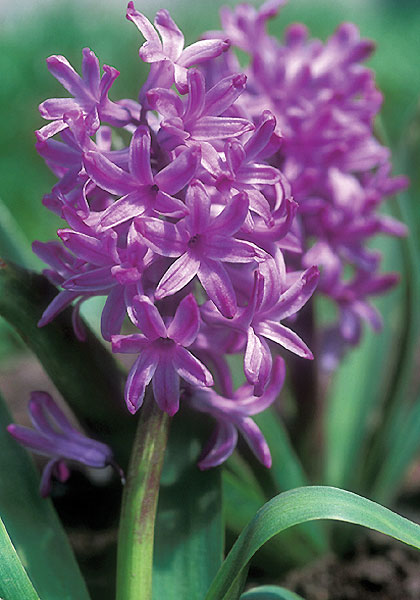 Amethyst hyacinth heirloom bulbs