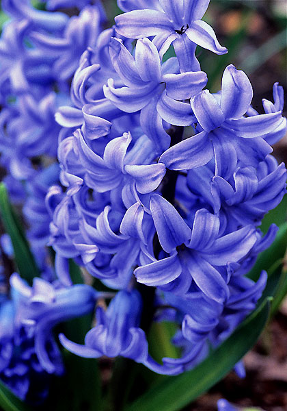 Blue Giant hyacinth heirloom bulbs